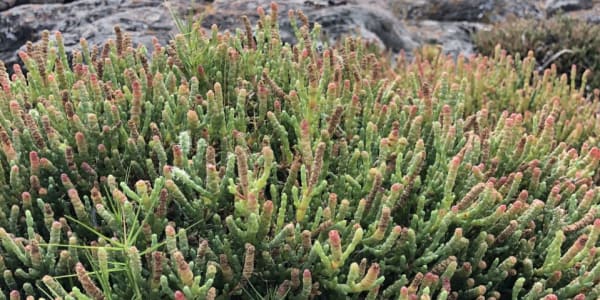 Spotting Plant Adaptations in the Field
