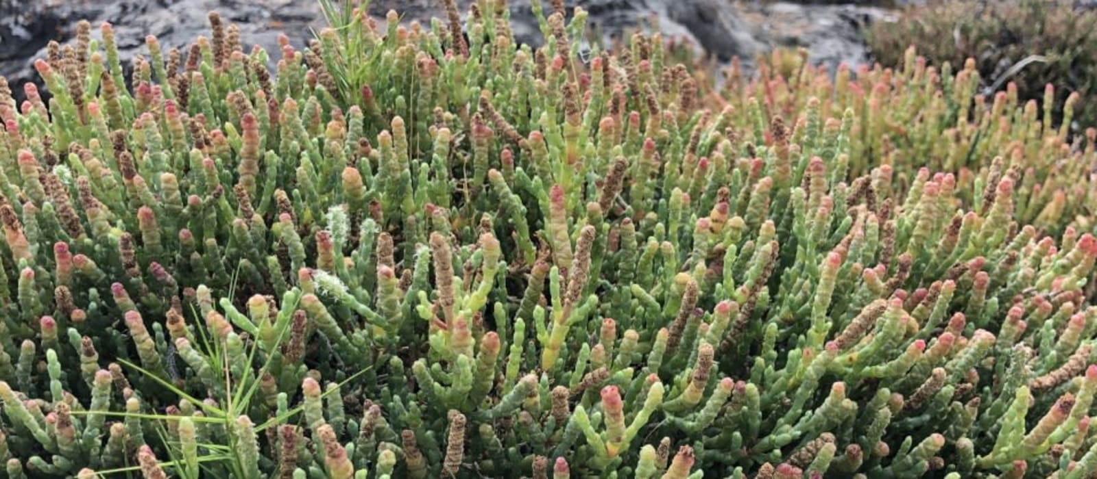 Spotting Plant Adaptations in the Field