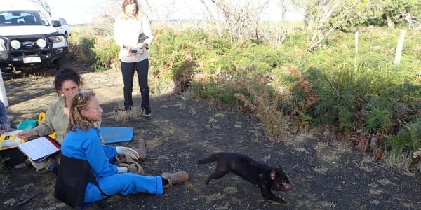 Devils, snakes, frogs, spiders and insects