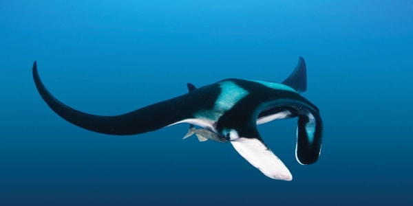 Protecting Peru's Giant Manta Rays