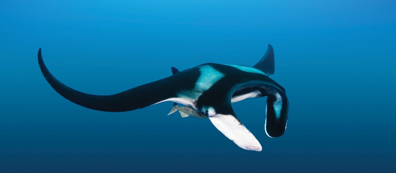 Protecting Peru's Giant Manta Rays