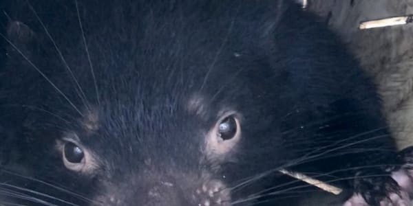 Myth Buster-  Has Tassie Devil been a victim of poor branding?
