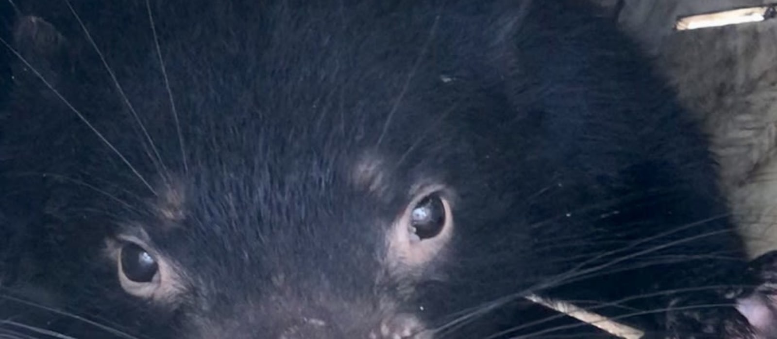 Myth Buster-  Has Tassie Devil been a victim of poor branding?