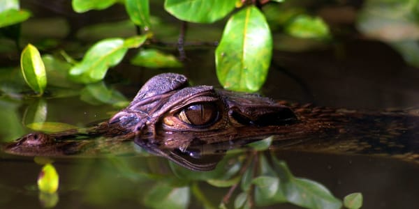 Amazon Riverboat Exploration