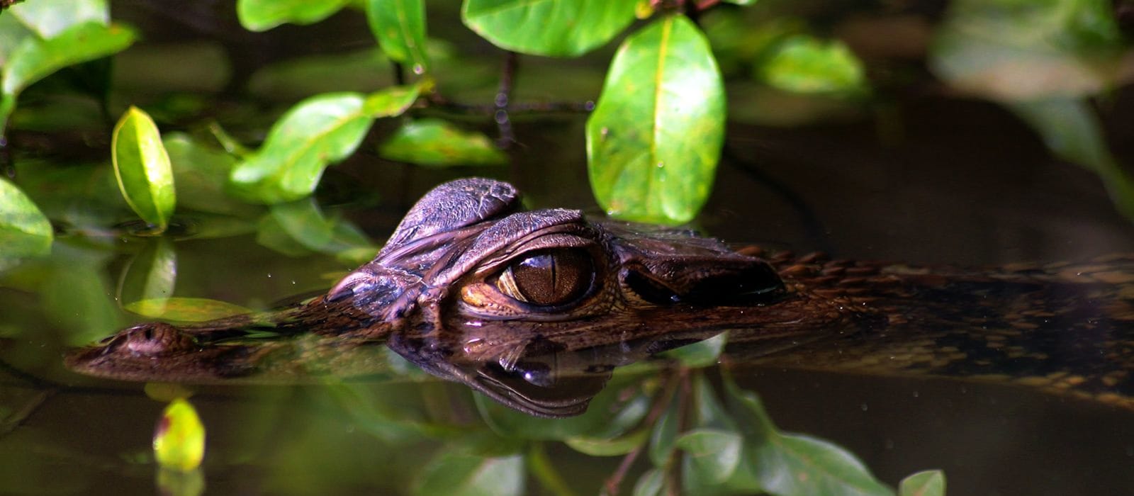 Amazon Riverboat Exploration