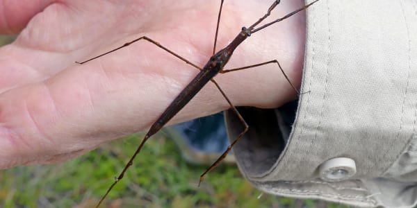 Animal Adaptations: Invertebrates