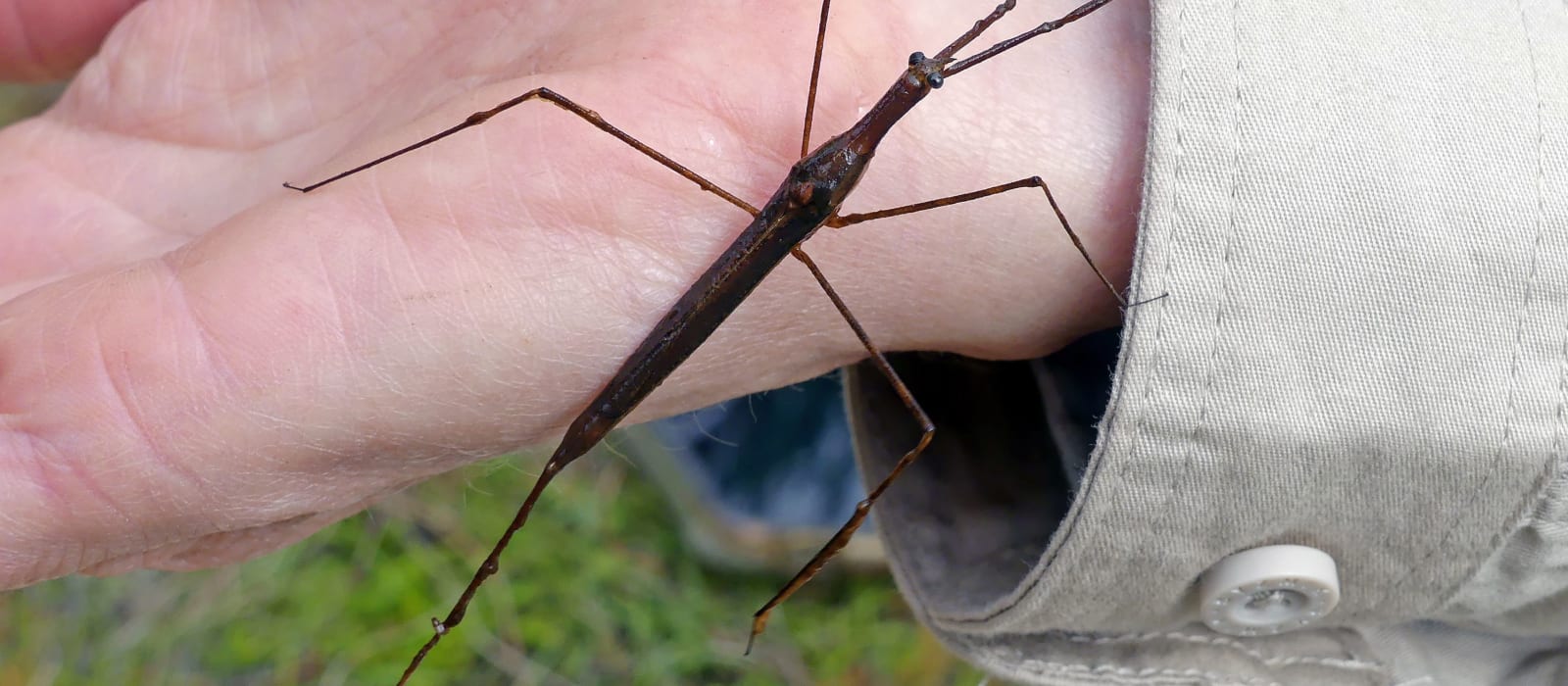 Animal Adaptations: Invertebrates