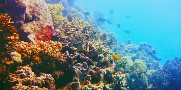 Save the Reef and Oceans