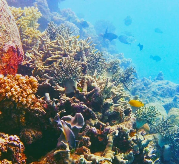 Save the Reef and Oceans