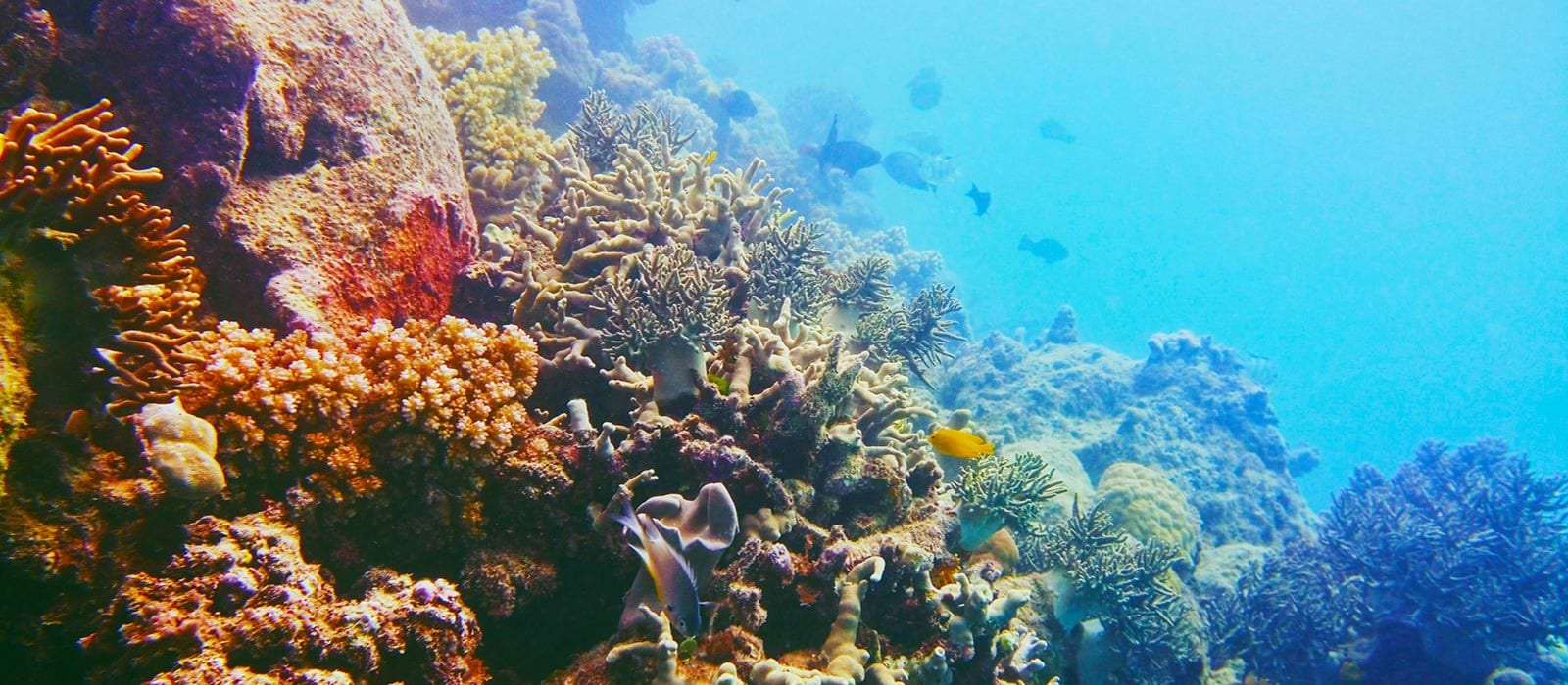 Save the Reef and Oceans