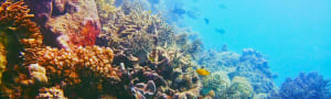 Save the Reef and Oceans