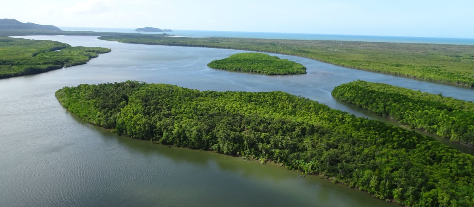 Indigenous land and sea rangers lead work in the Daintree to protect mangrove habitats