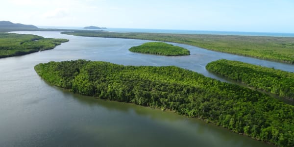 Indigenous land and sea rangers lead work in the Daintree to protect mangrove habitats