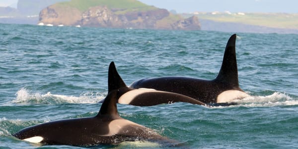 Killer Whales and their prey in Iceland