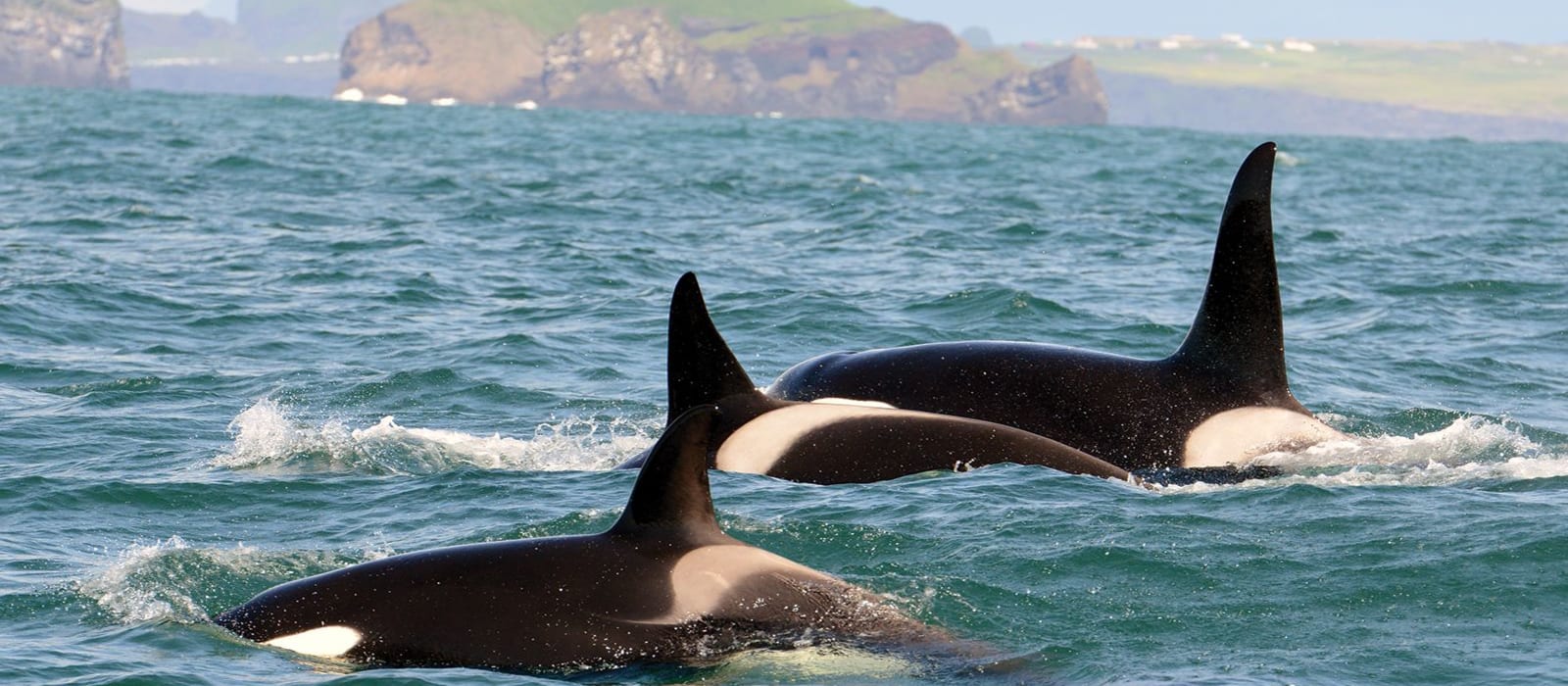 Killer Whales and their prey in Iceland