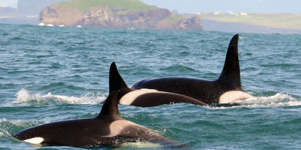 Killer Whales and their prey in Iceland