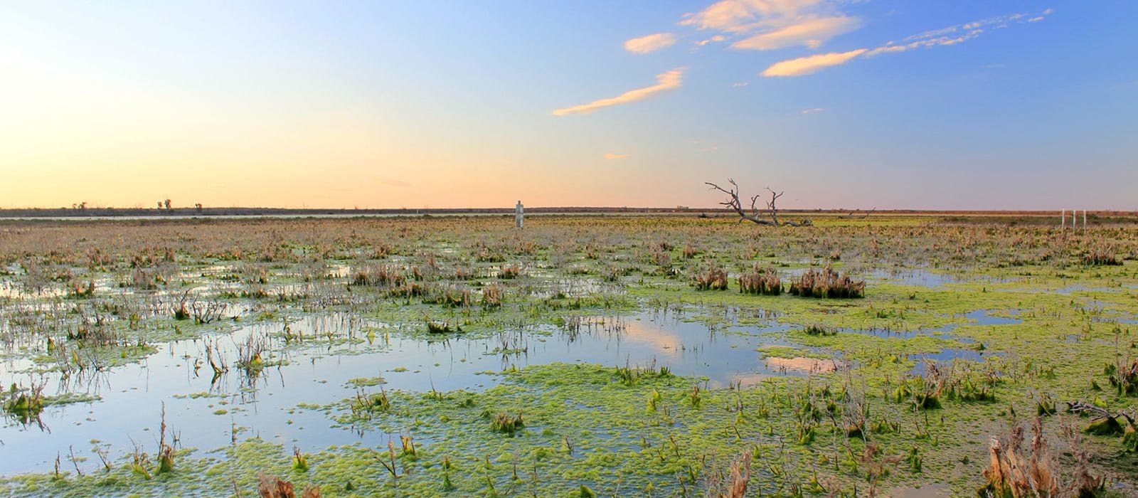 Wetlands Workshop