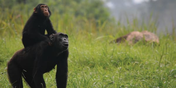 Investigating Threats to Chimps in Uganda