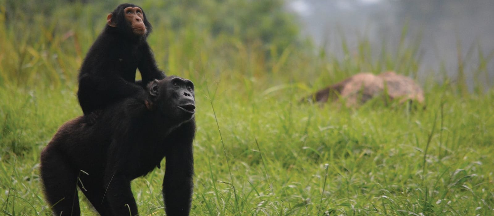 Investigating Threats to Chimps in Uganda