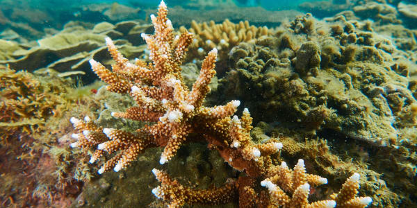 Recovery of the Great Barrier Reef