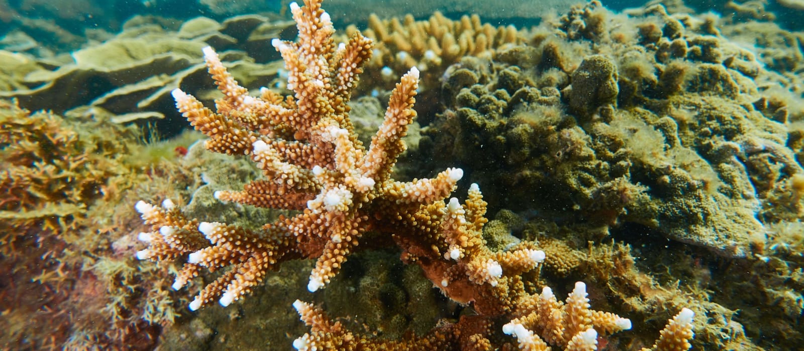 Recovery of the Great Barrier Reef