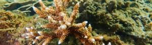 Recovery of the Great Barrier Reef