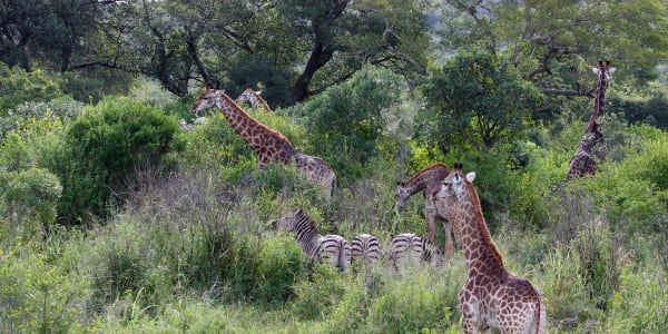 Walking with African Wildlife