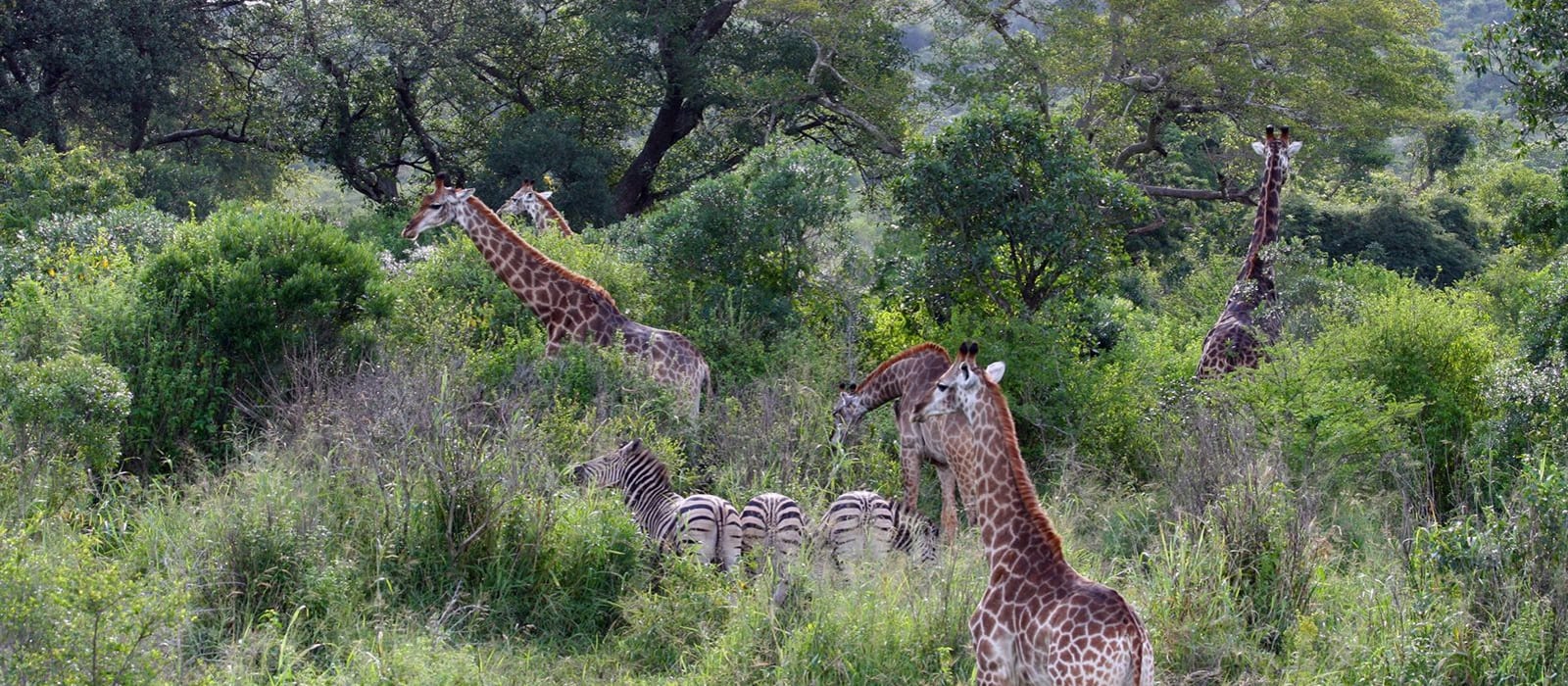 Walking with African Wildlife