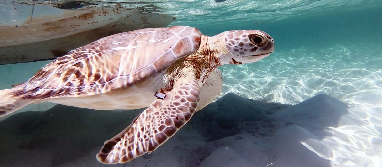 Tracking Sea Turtles in The Bahamas