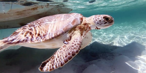 Tracking Sea Turtles in The Bahamas