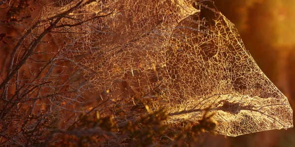 Spiders are our friends