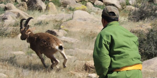 Wildlife of the Mongolian Steppe