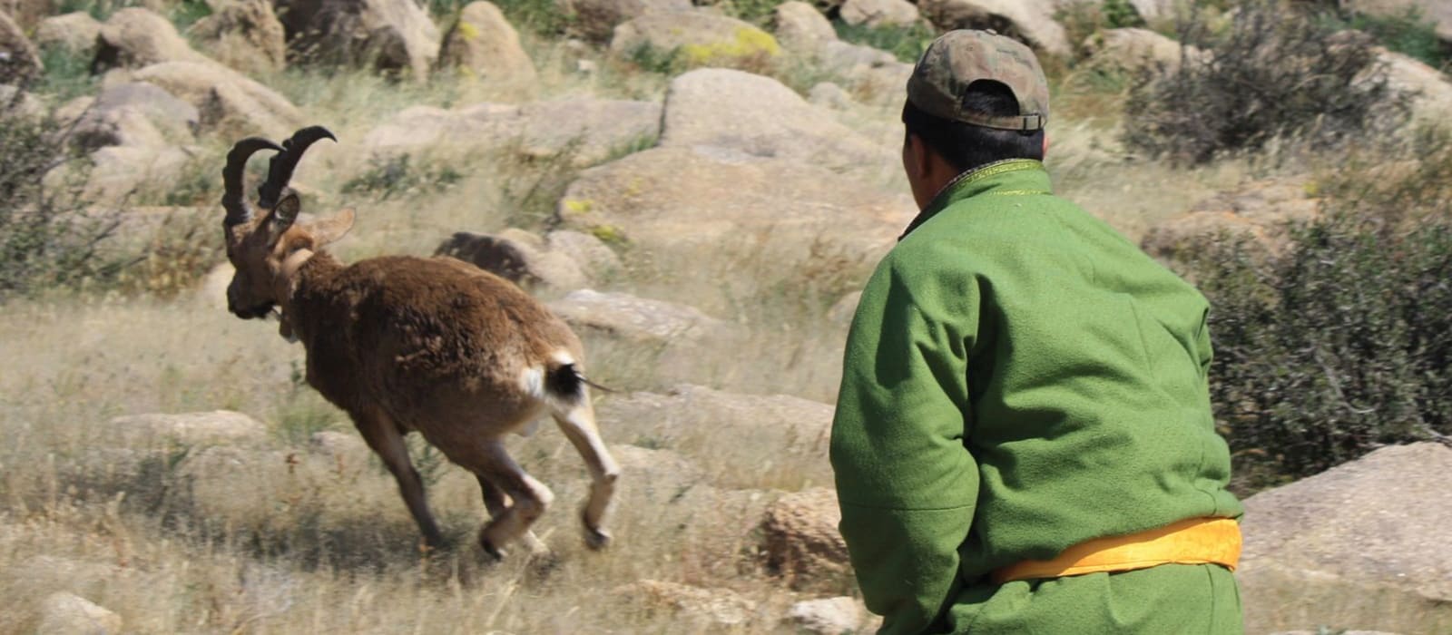 Wildlife of the Mongolian Steppe