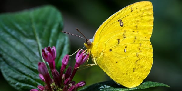 Biodiversity