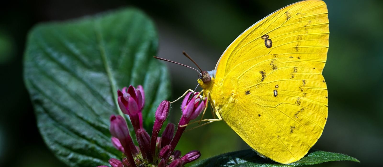 Biodiversity