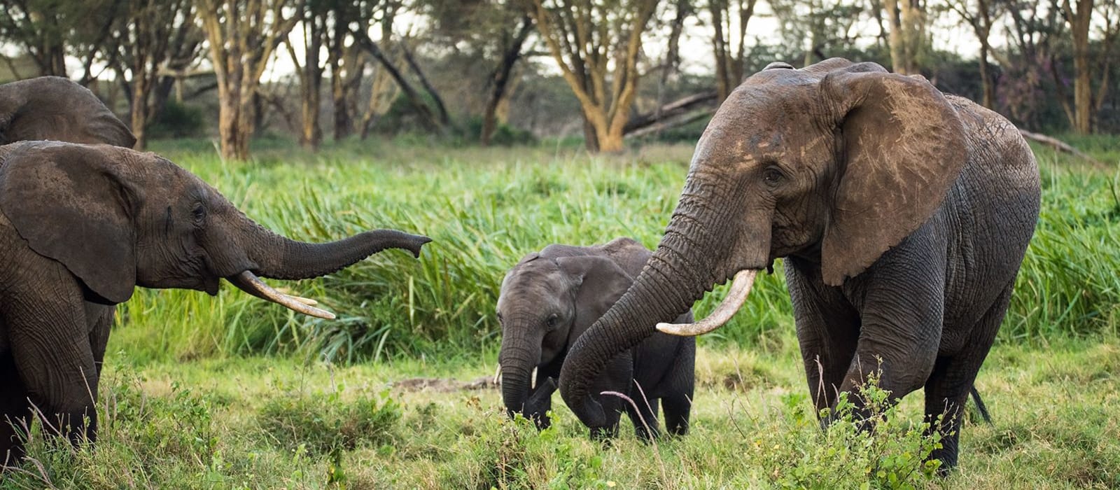 Elephants &amp; Sustainable Agriculture in Kenya