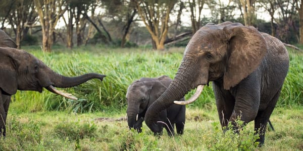 Elephants & Sustainable Agriculture in Kenya