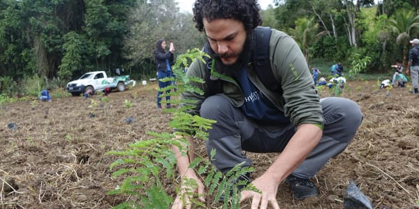 Wildlife and Reforestation in Brazil