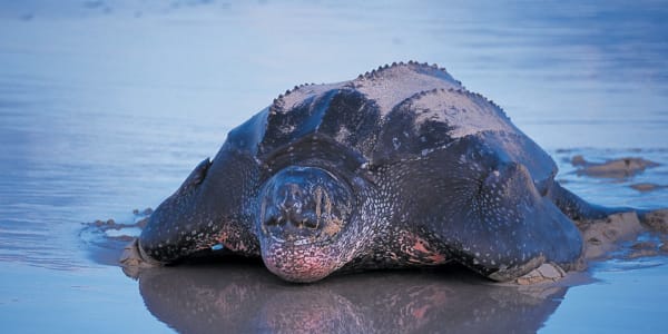 Costa Rican Sea Turtles