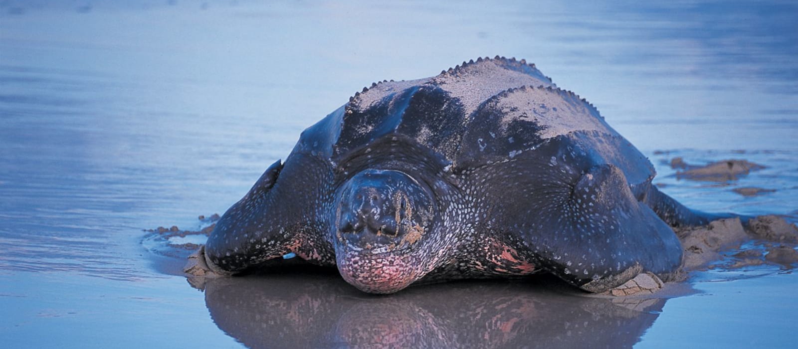 Costa Rican Sea Turtles