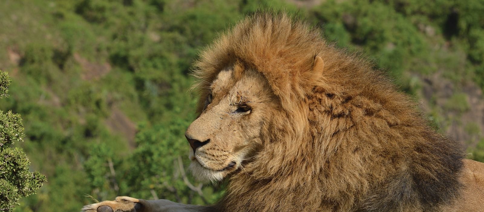 Lions and their prey in Kenya&#39;s Maasai Mara