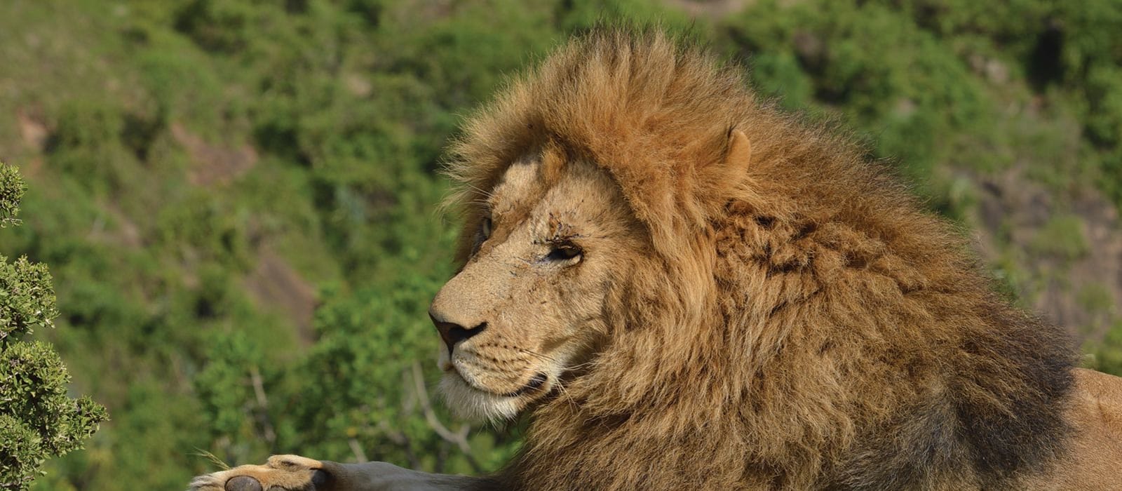 Lions and their prey in Kenya's Maasai Mara