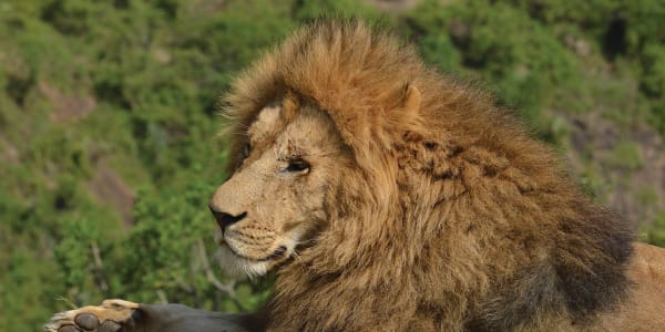 Lions and their prey in Kenya's Maasai Mara