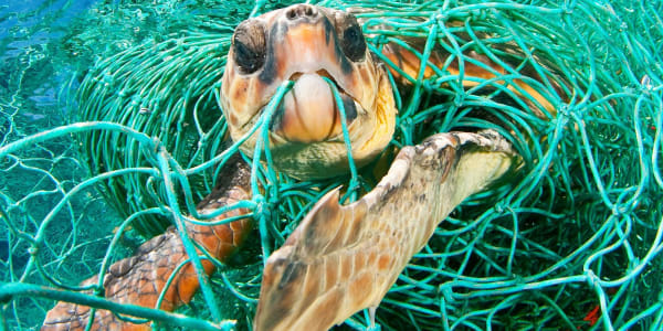 Plastic Pollution Solutions