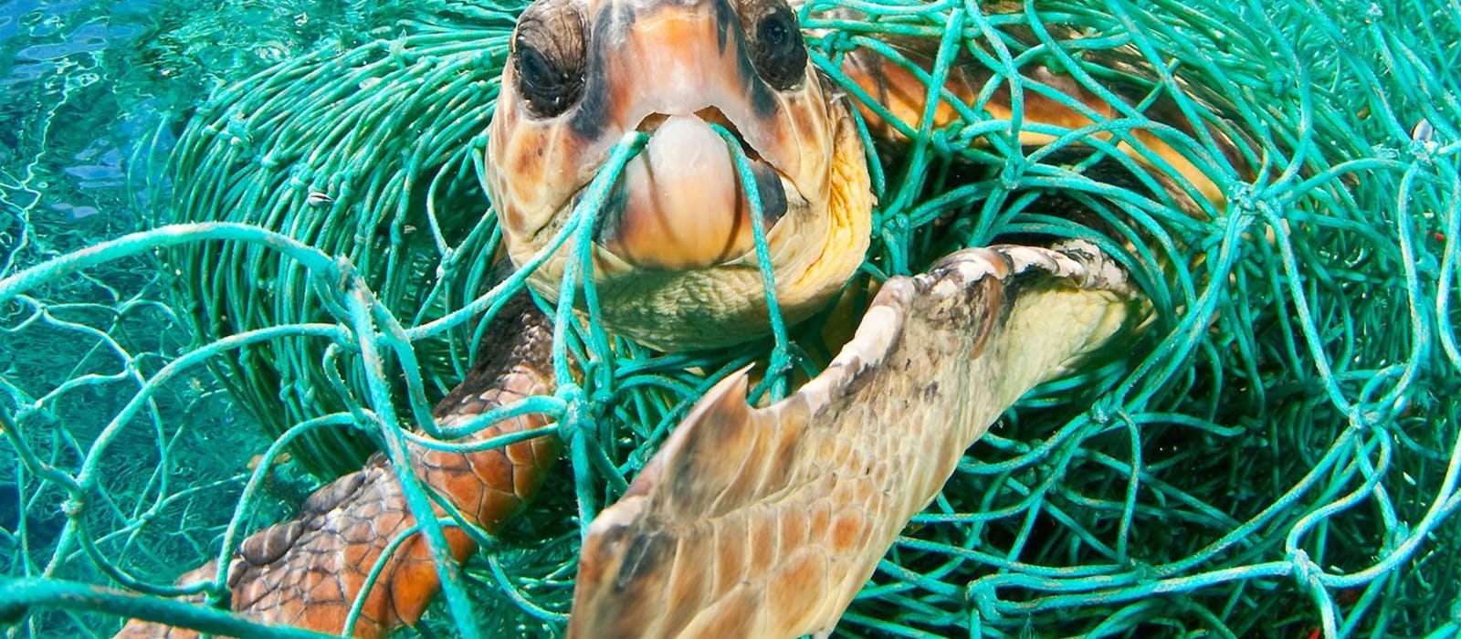 Plastic Pollution Solutions