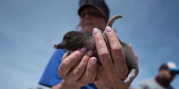 Trailing Penguins in Patagonia