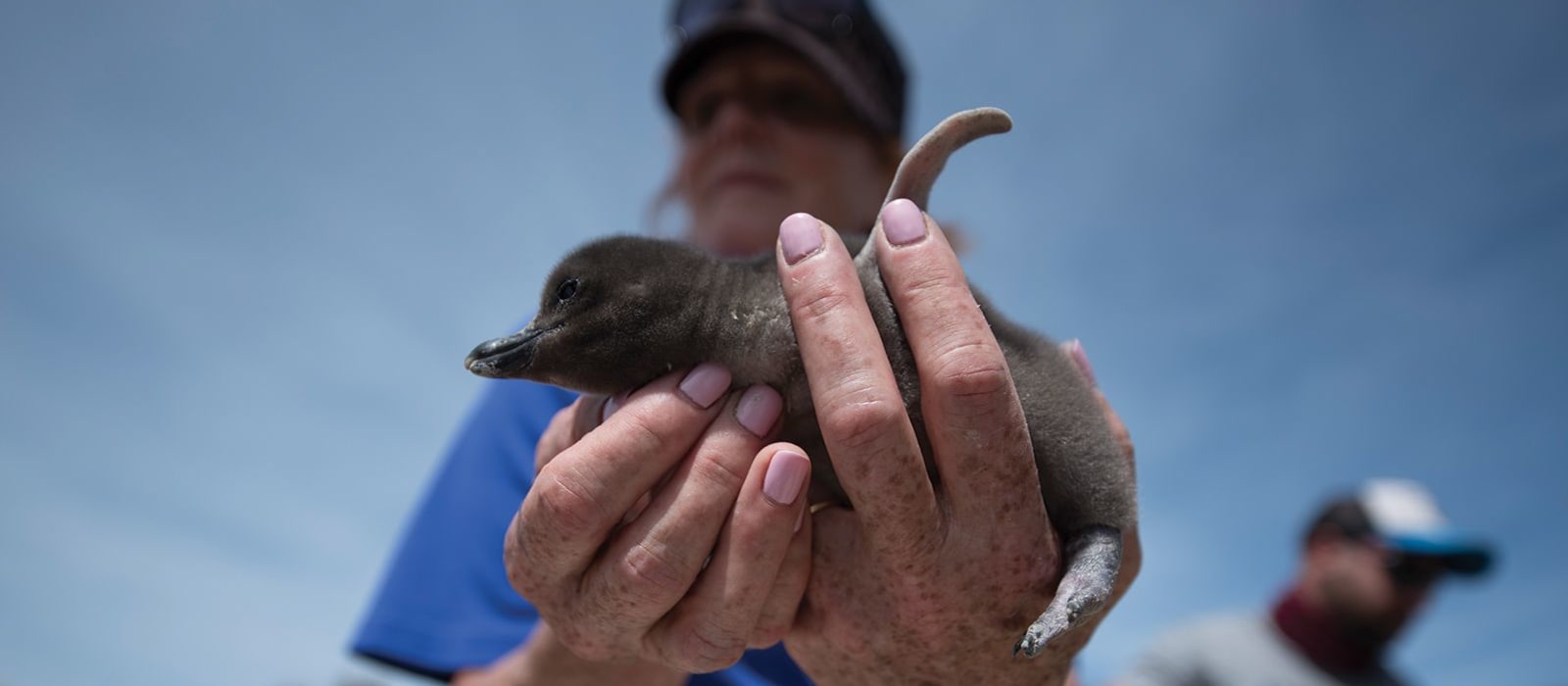 Trailing Penguins in Patagonia