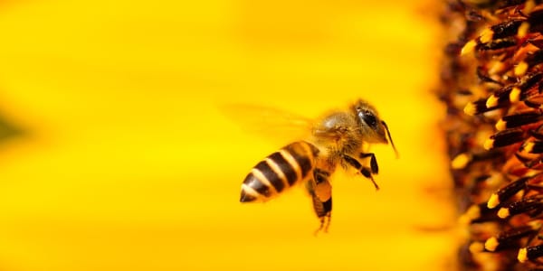 Save the Bees