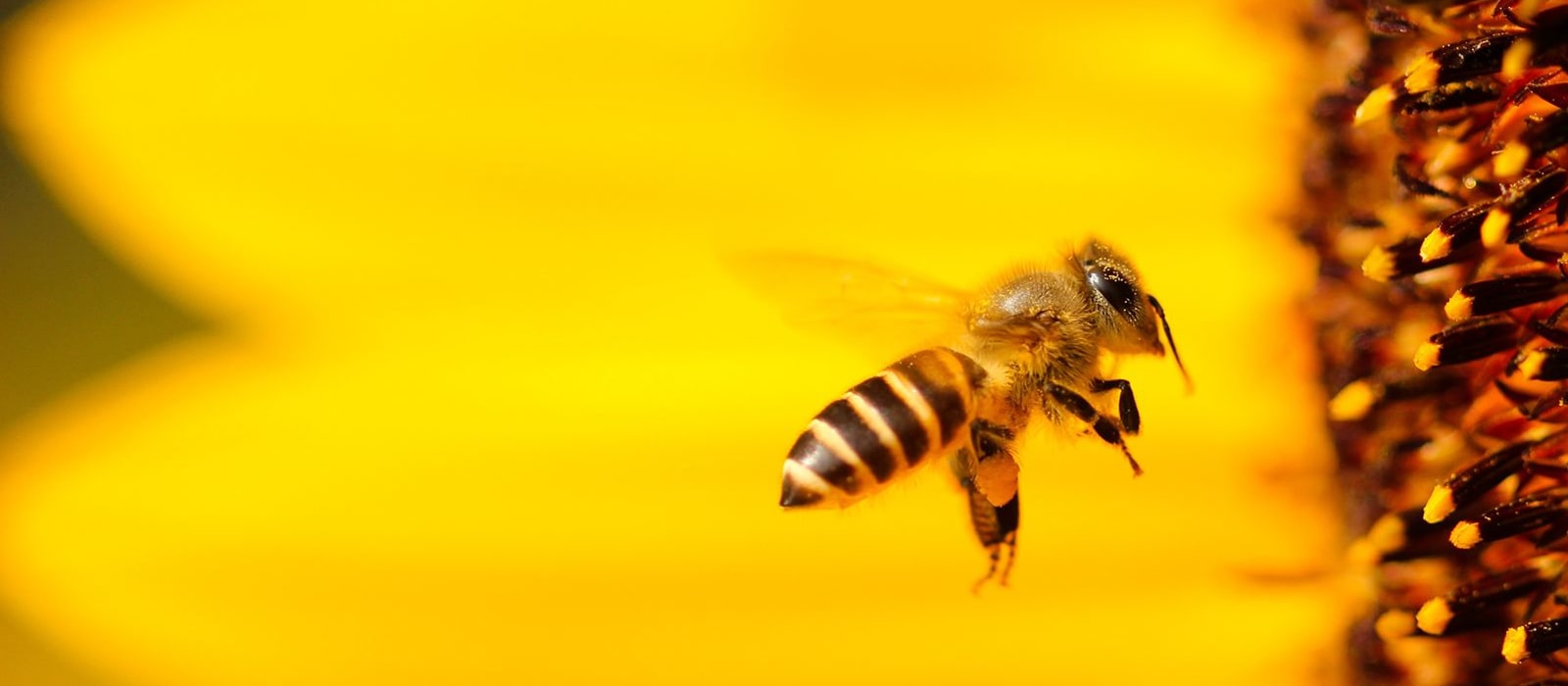 Save the Bees