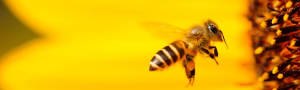 Save the Bees